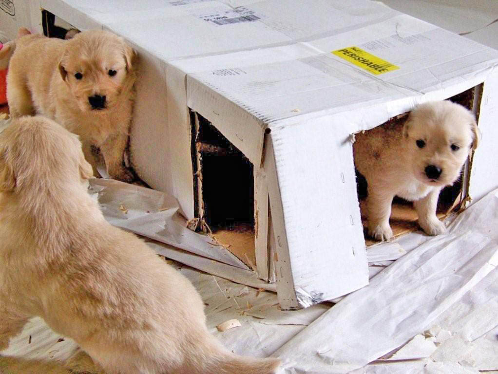 tangleloftgoldens.com pups6