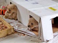 tangleloftgoldens.com pups4