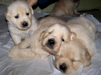 tangleloftgoldens.com pups1