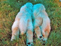 tangleloftgoldens.com pups5