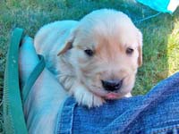 tangleloftgoldens.com pups6