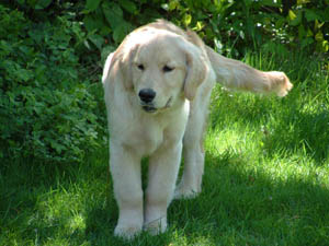 tangleloft goldens - sailor