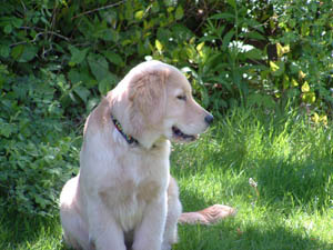 tangleloft goldens - sailor