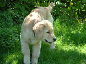 tangleloft goldens - sailor