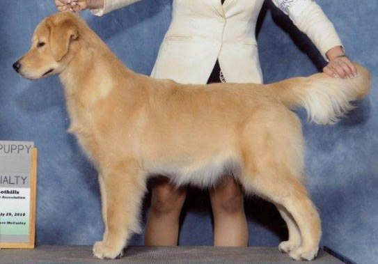 tangleloft goldens sailor best puppy