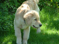tangleloft goldens - sailor