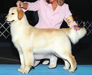 tangleloft goldens - taylor