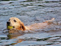 tangleloft goldens bonnet1