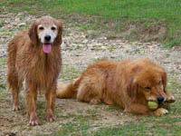 hooch sienna ball