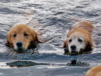 hooch and sienna2
