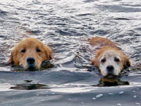 hooch and sienna