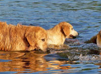 tangleloft goldens aug12