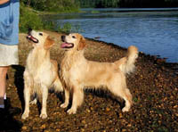tangleloft goldens aug13