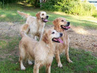 tangleloft goldens aug14