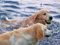 tangleloft goldens aug15