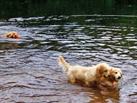 tangleloft goldens aug16