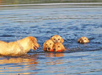 tangleloft goldens aug1