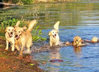tangleloft goldens aug5