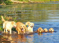 tangleloft goldens aug6