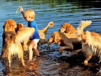 tangleloft goldens aug7