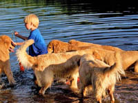 tangleloft goldens aug8