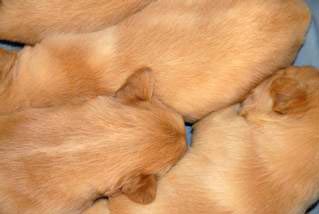 pup2