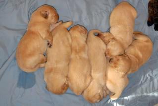 pups3