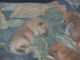 ckpup5