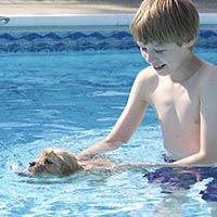 Tangleloft Golden Retriever puppies