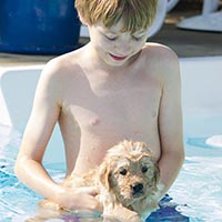 Tangleloft Golden Retriever puppies