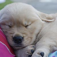 Tangleloft Golden Retriever puppies
