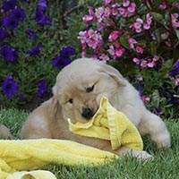 Tangleloft Golden Retriever puppies
