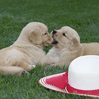 Tangleloft Golden Retriever puppies