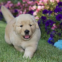 Tangleloft Golden Retriever puppies