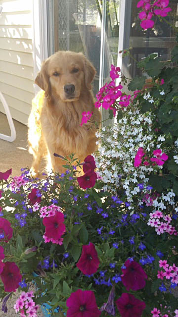 philly CH Tangleloft Take That BISS