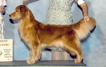 tangleloft male golden named vegas