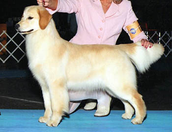 tangleloft male golden named vegas