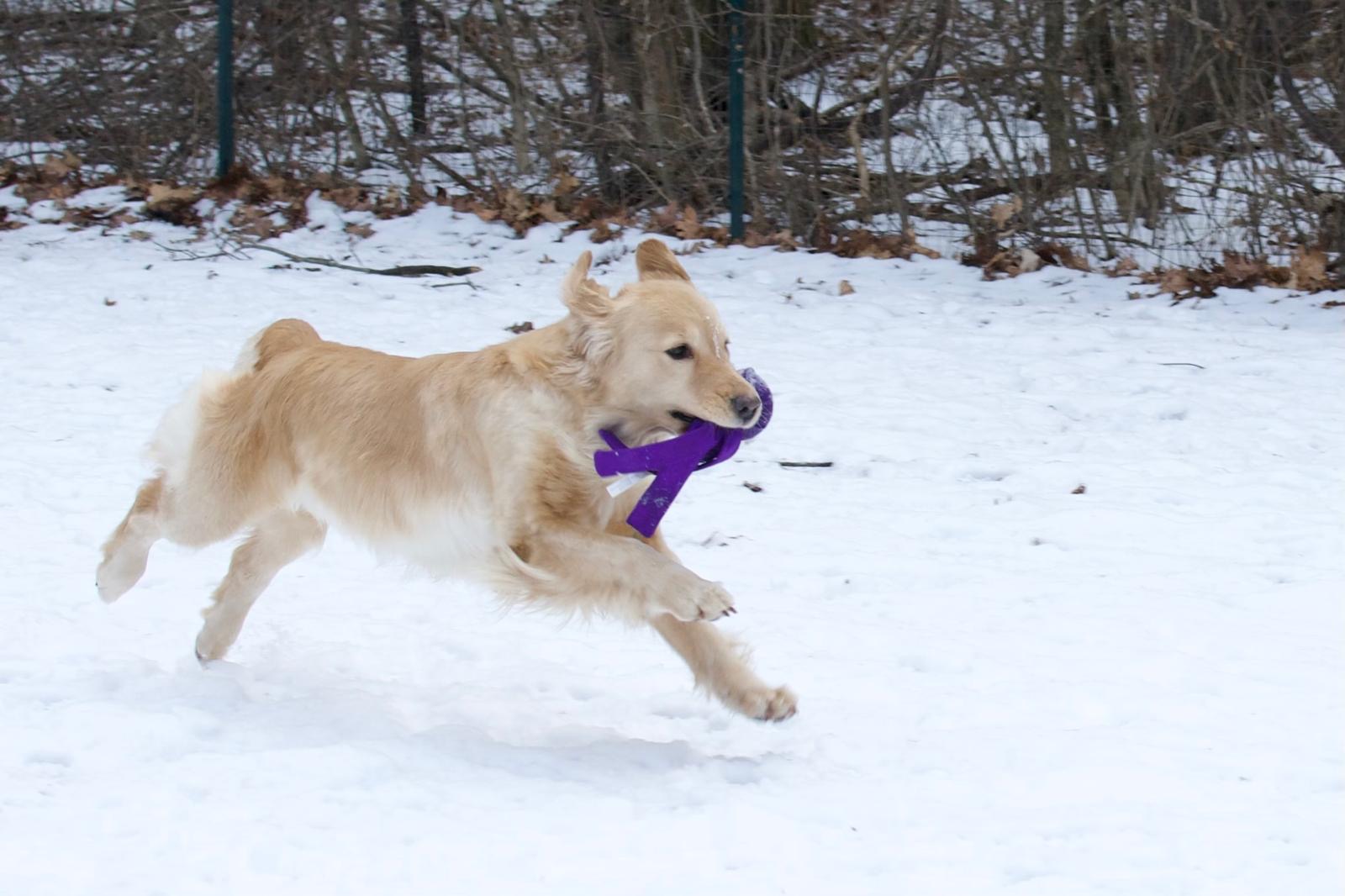 tangleloft golden retrievers in snow 2025