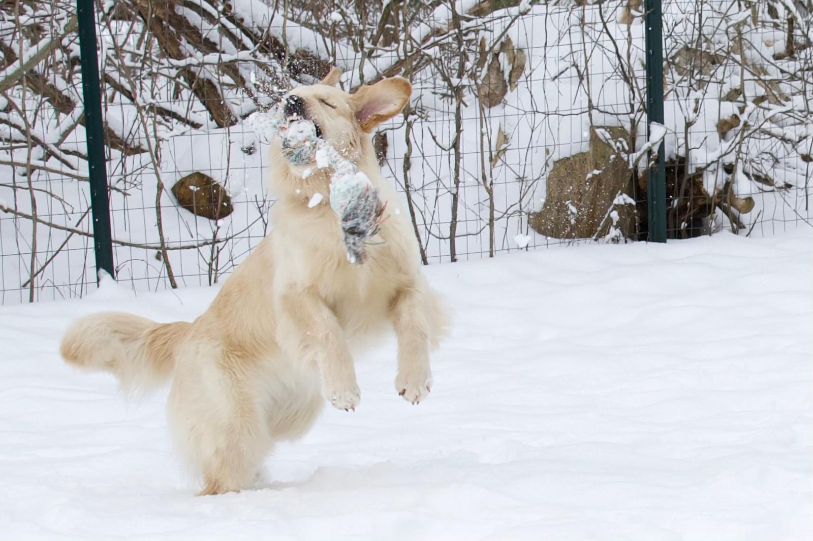 tangleloft golden retrievers in snow 2025