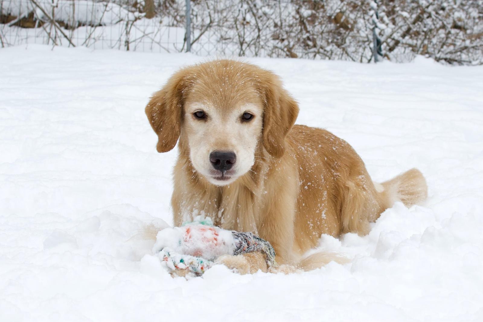 tangleloft golden retrievers in snow 2025
