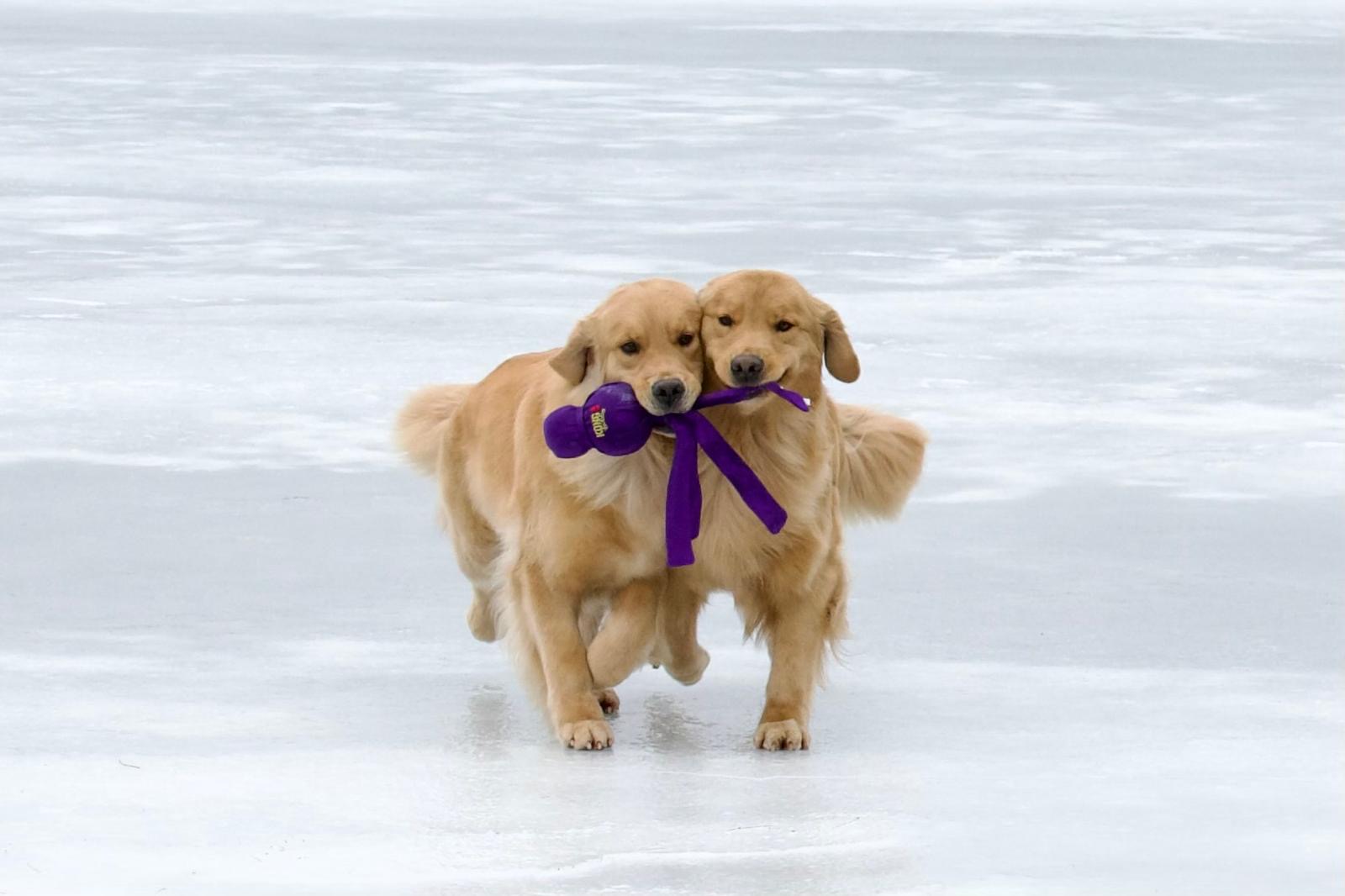tangleloft golden retrievers