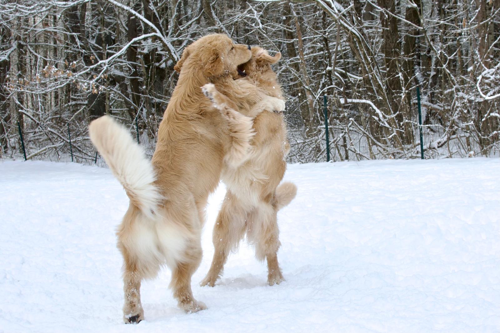 tangleloft golden retrievers in snow 2025