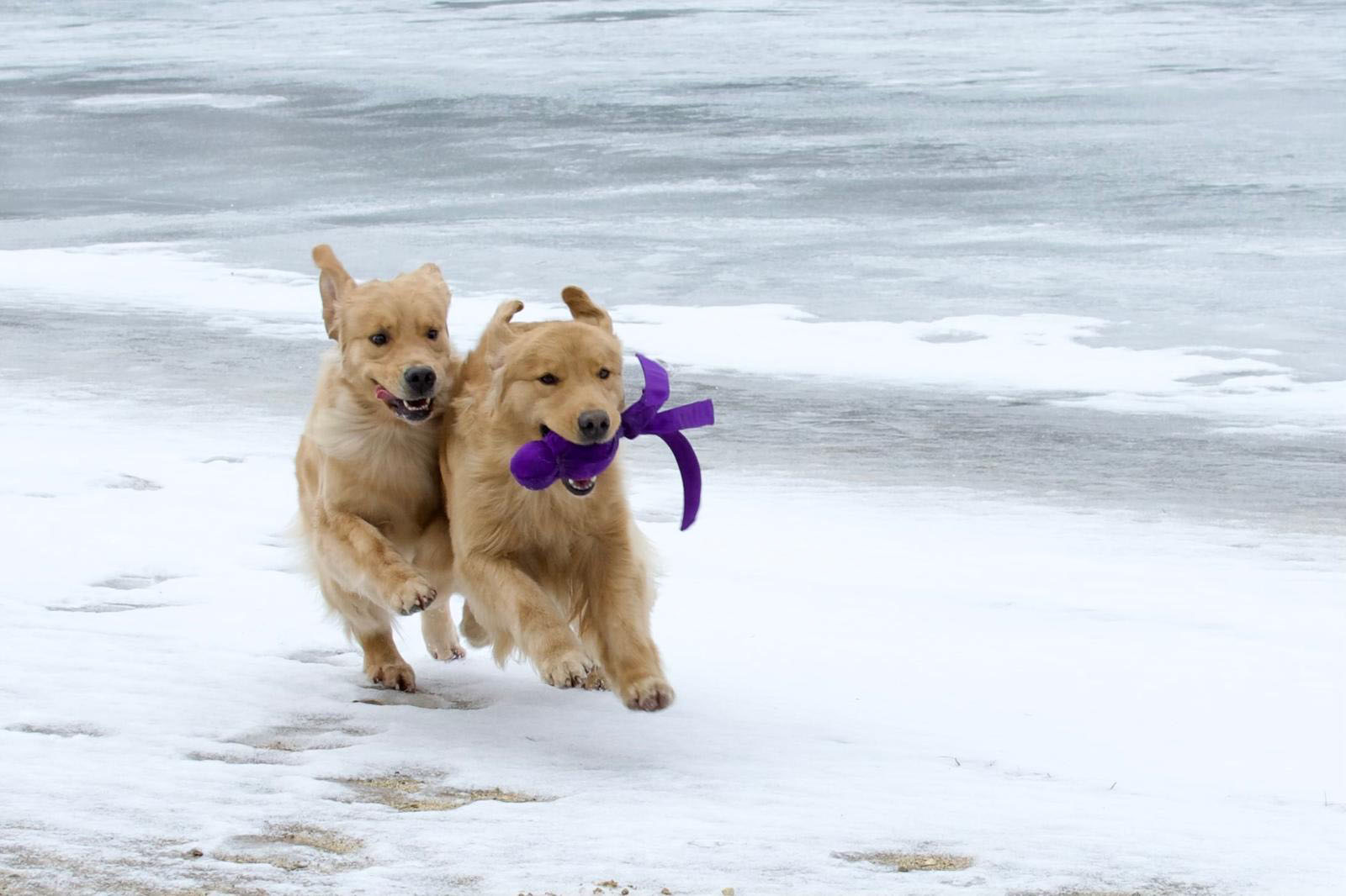tangleloft golden retrievers in snow 2025