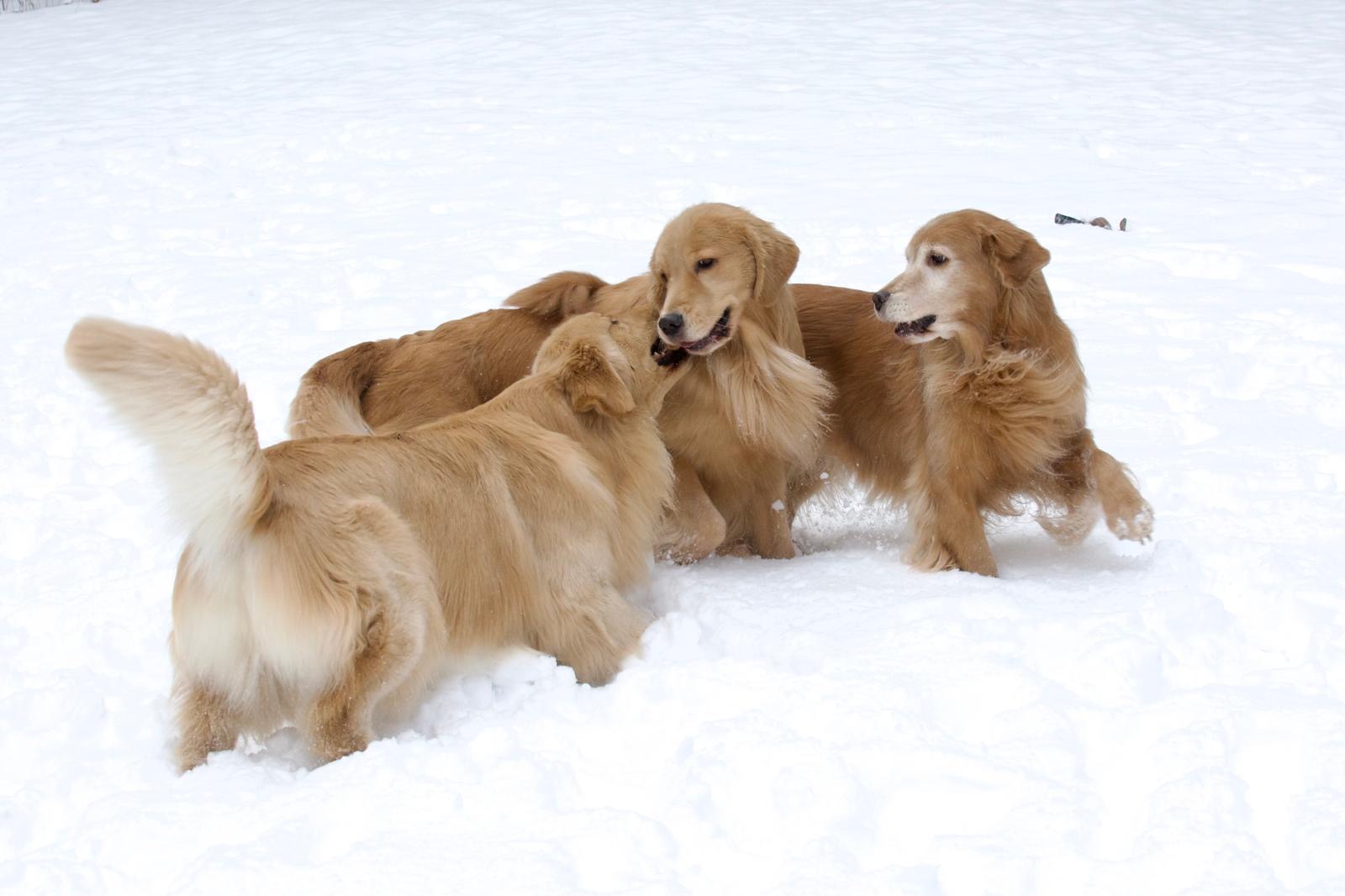 tangleloft golden retrievers