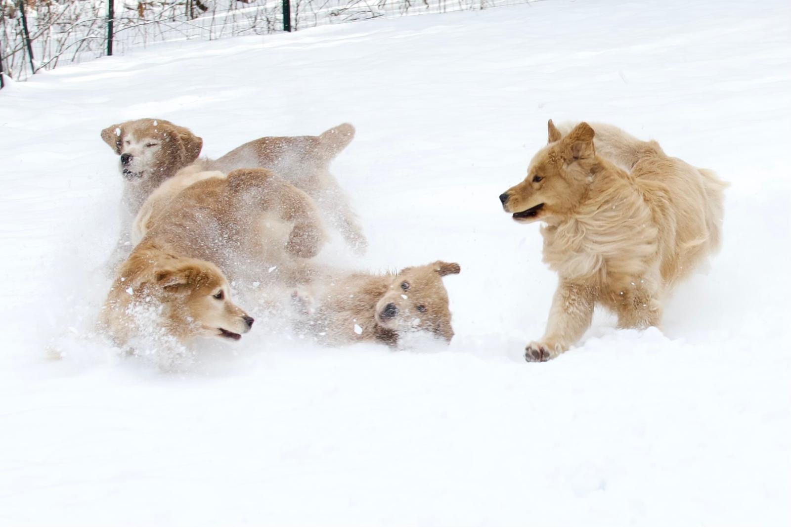 tangleloft golden retrievers in snow 2025