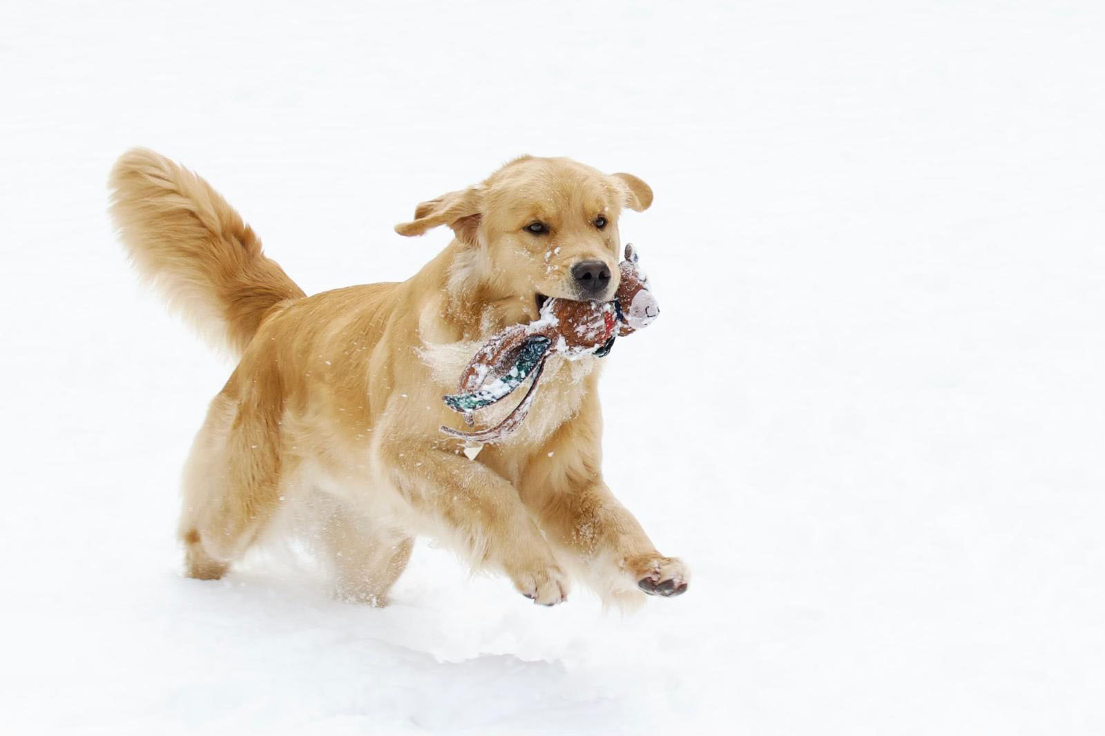 tangleloft golden retrievers