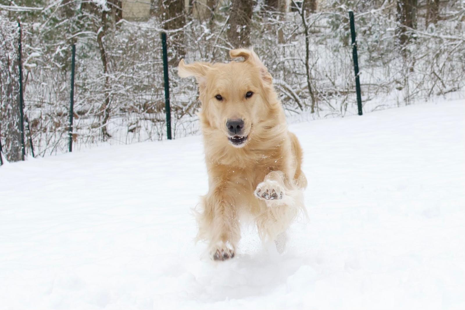tangleloft golden retrievers