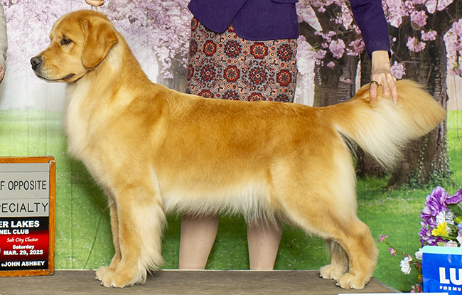 CH Tangleloft Flower Power-Lily