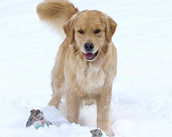 tangleloft goldens lily