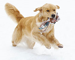 tangleloft goldens lily